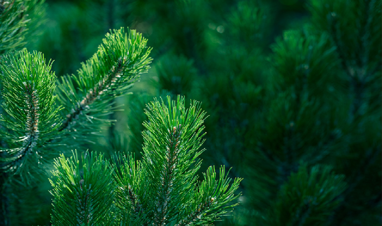 Evergreen Repo