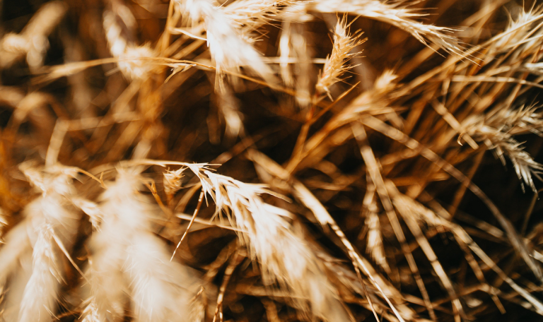 Commodity ETF